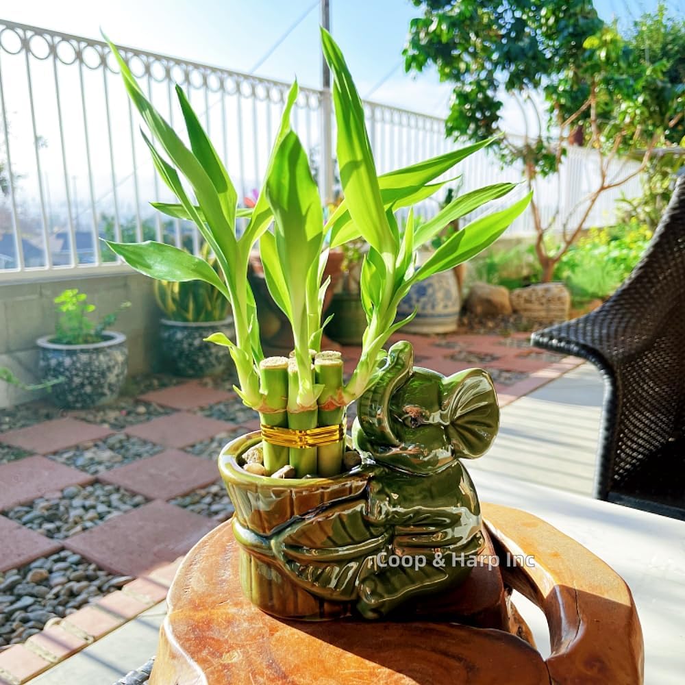6-Stalk of 4" Small Lucky Bamboo Live Indoor Plant with Ceramic Vase, Live Indoor Lucky Bamboo for