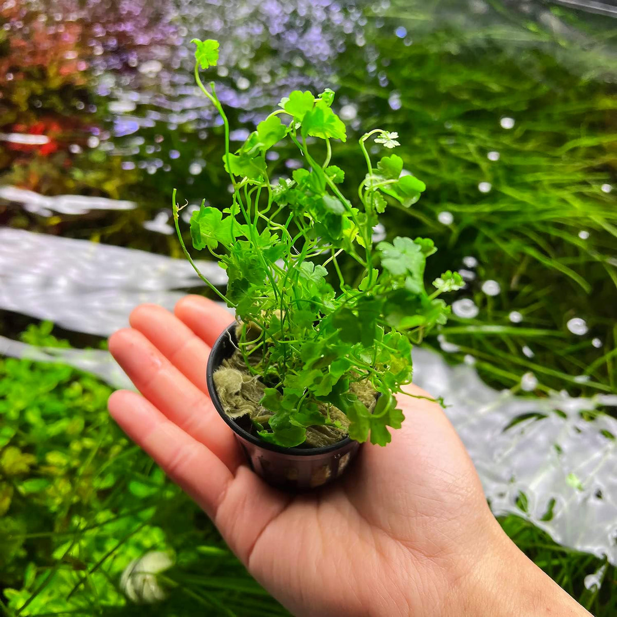 SubstrateSource Live Aquarium Stem Plants - Freshwater Aquatic Plant for Fish Tanks, Aquascaping
