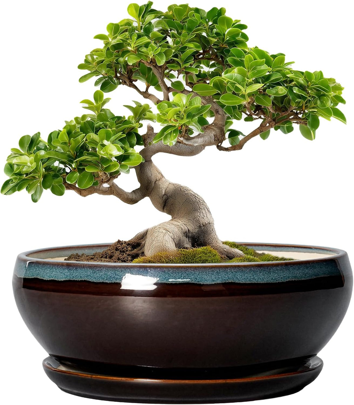 SQOWL Bonsai Tree Pots - 10 Inch Ceramic Succulent Pots with Drainage Hole and Saucer, Round