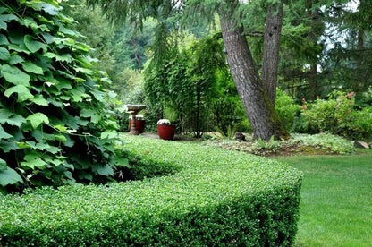 Dwarf Yaupon Holly | 2 Live Gallon Size Plants | Ilex Schilling Stokes Vomitoria | Evergreen