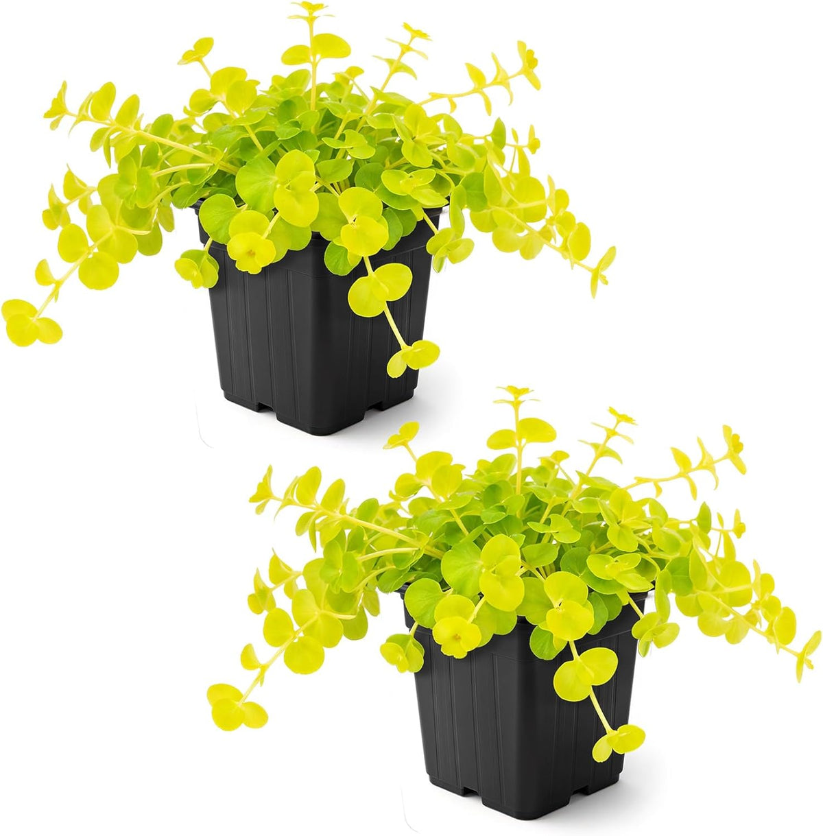 Creeping Jenny Live Plant (Lysimachia nummularia) - 2 Plants Per Pack - Healthy Trailing Perennial