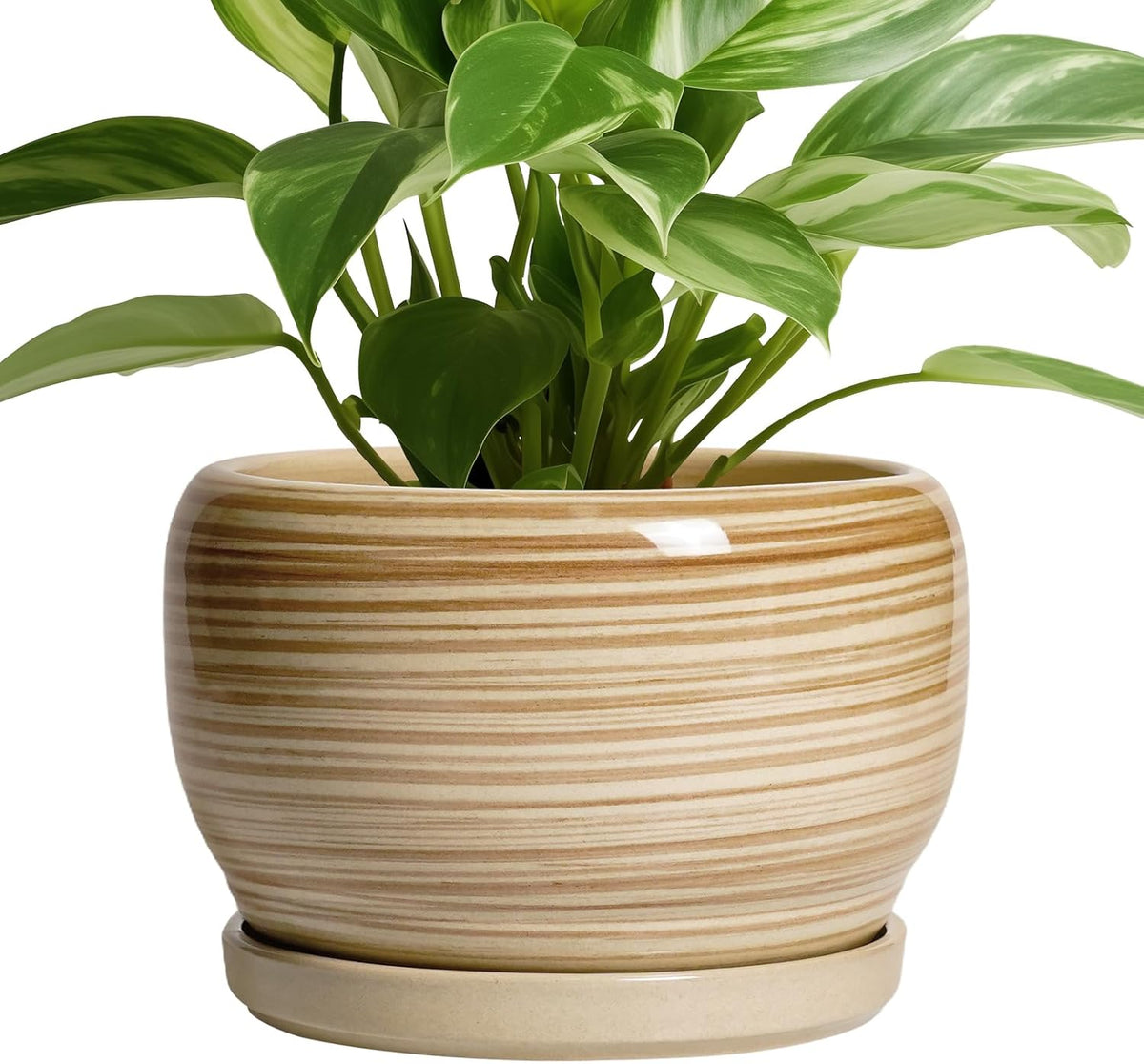 SQOWL Ceramic Planter- 8 Inch Plant Pot Indoor Outdoor, Round Planter with Drainage Hole and Plant