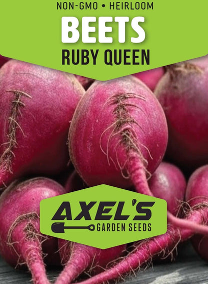 Ruby Queen Beet Seeds for Planting – Plant & Grow Heirloom Red Beets in Home Outdoor Vegetable
