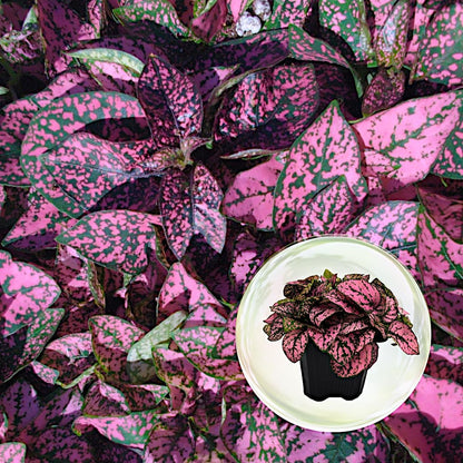 Polka Dot Plant (4-Pack) - Live Houseplants, Small Indoor Plants, Hypoestes Rose - Colorful