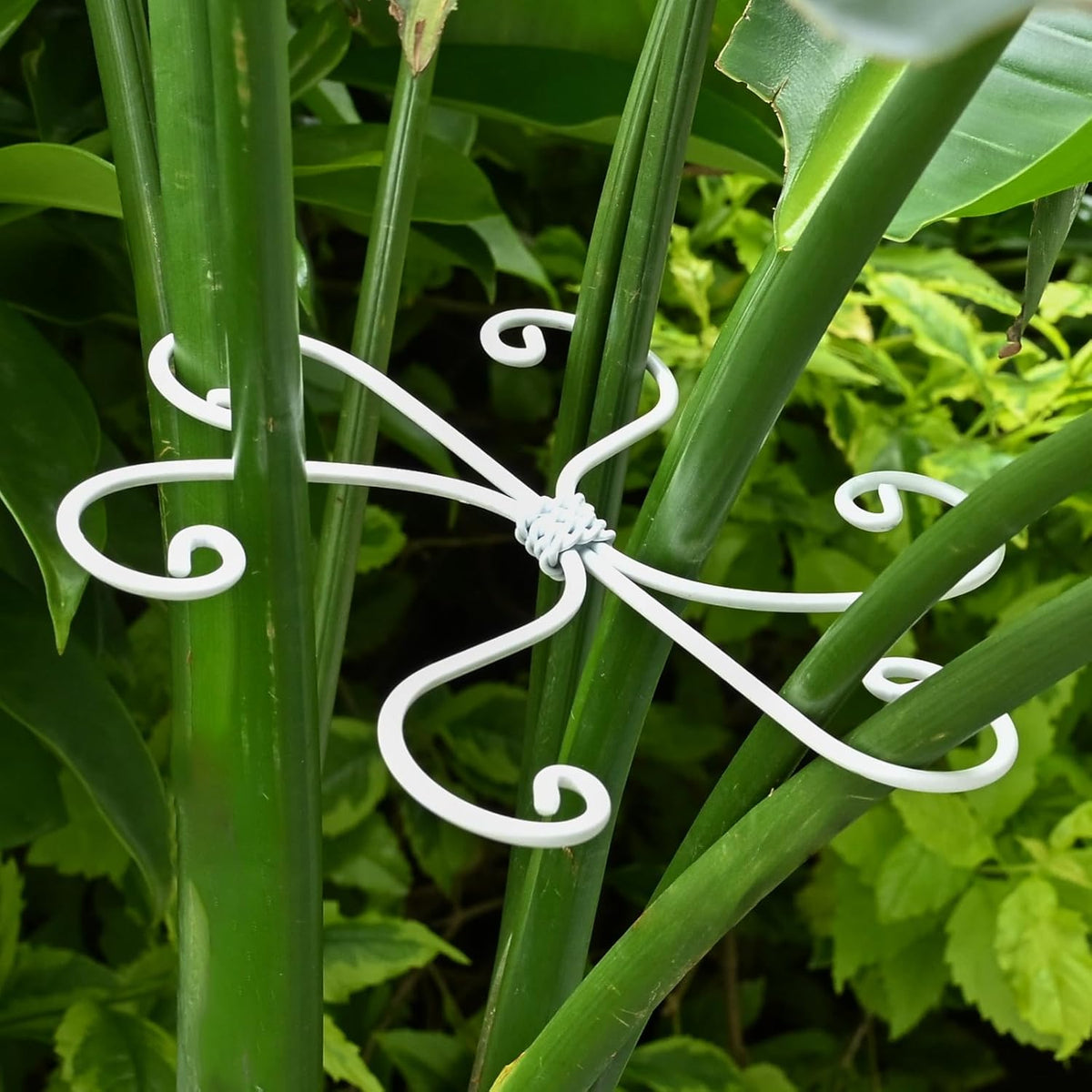 6.5 * 6.5in Monstera Plant Support Hook 5PCS - Durable Stabilizer & Leaf Holder for Indoor Plants