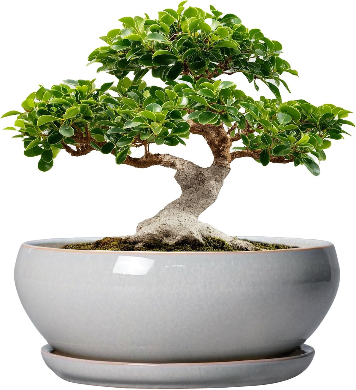 SQOWL 12 Inch Bonsai Pots - Large Ceramic Succulent Pots with Drainage Hole and Saucer, Shallow