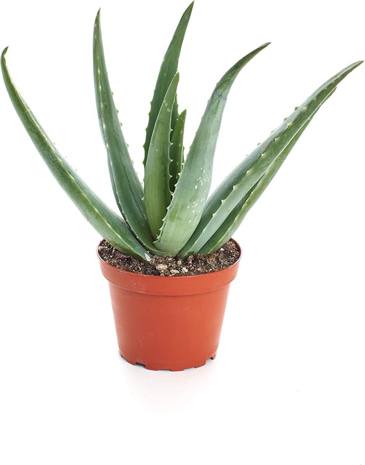 Shop Succulents Aloe Vera Succulent Plant, Hard to Kill Plants, Fully Rooted Live 4" Succulent