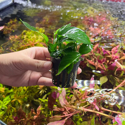 SubstrateSource Anubias Live Aquarium Plants - Potted Freshwater Plant for Fish Tanks, Terrariums
