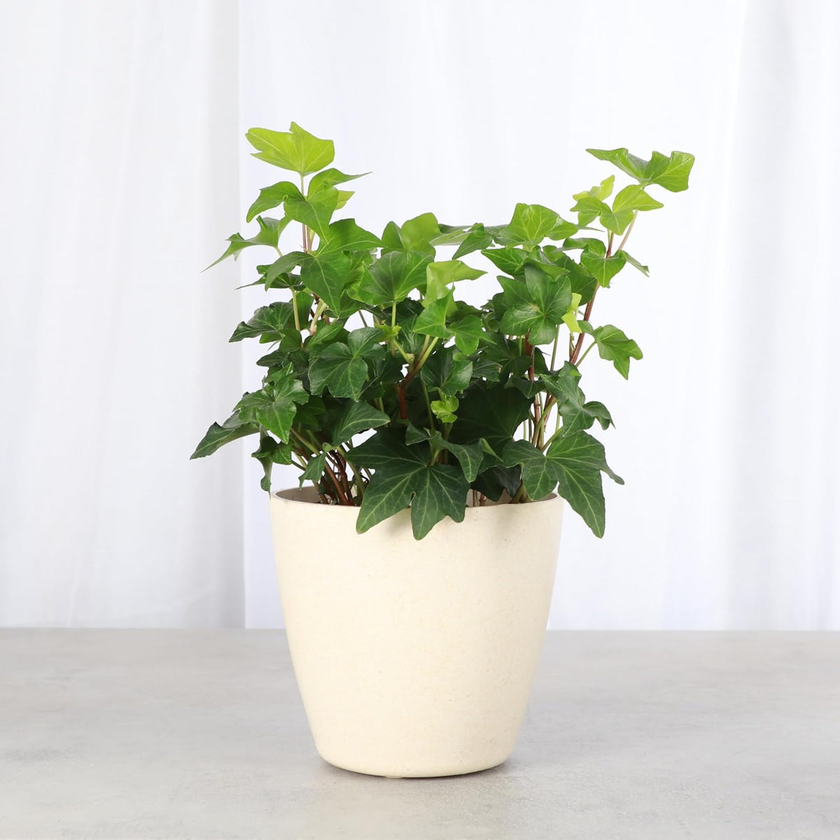 Thorsen's Greenhouse Live Green English Ivy Plant, Hedera Helix, Natural Air Purifier, Easy to
