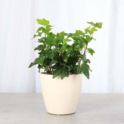 Thorsen's Greenhouse Live Green English Ivy Plant, Hedera Helix, Natural Air Purifier, Easy to