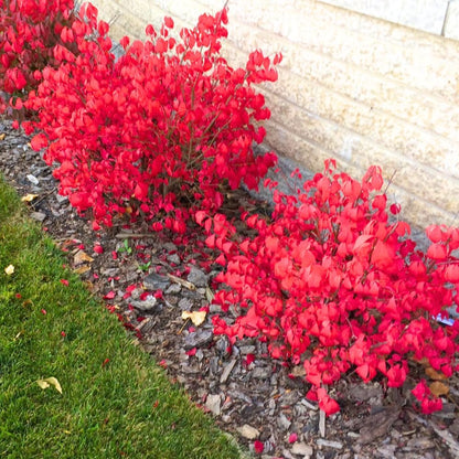 Burning Bush Shrub, Dwarf Burning Bush Live Plant in 4 Inch Pot, Red Shrub No Shipping to N.Y. CA