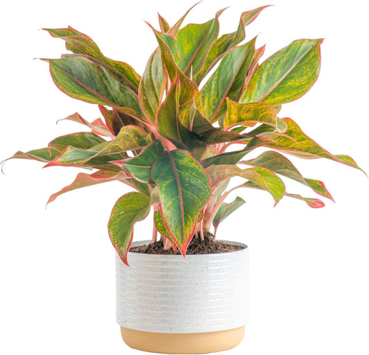 Costa Farms Chinese Evergreen, Red, Easy to Grow Live Indoor Plant Aglaonema, Houseplant Potted in