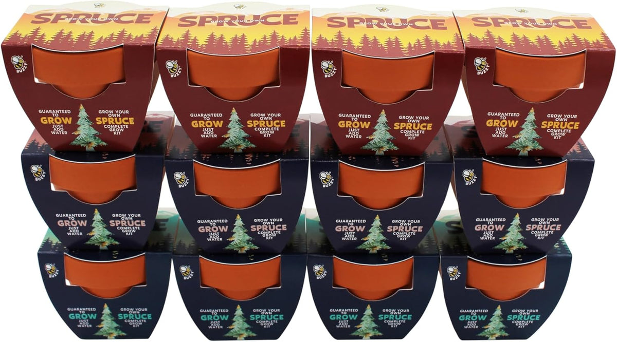 BUZZY Seeds Holiday Spruce Tree 12 Pack Mini Terracotta Grow Kits Includes All You Need to Sprout