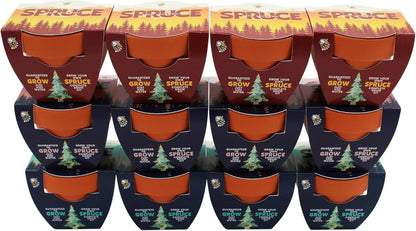 BUZZY Seeds Holiday Spruce Tree 12 Pack Mini Terracotta Grow Kits Includes All You Need to Sprout