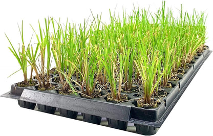 Nile Queen Papyrus | 20 Live Plants | Cyperus Shade & Wet Tolerant Aquatic Foliage