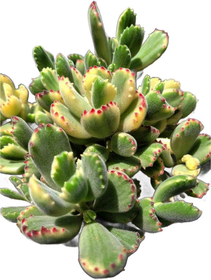 Live Succulent 4" Variegated Bear Paws Rooted in Pots with Soil Mix, Succulents Plants Live, Rare