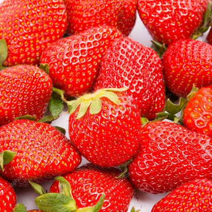 Seeds Giant Strawberry Fresca Everbearing Berries Indoor Non GMO Fruits for Planting
