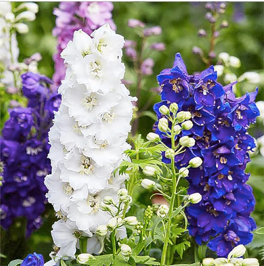 Larkspur Standard Seeds - Mixed Colors - 1800+ Seeds