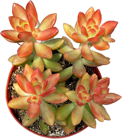 Live Succulent 4" Sedum Coppertone Blood Orange, Succulents Plants Live Fully Rooted House Plant