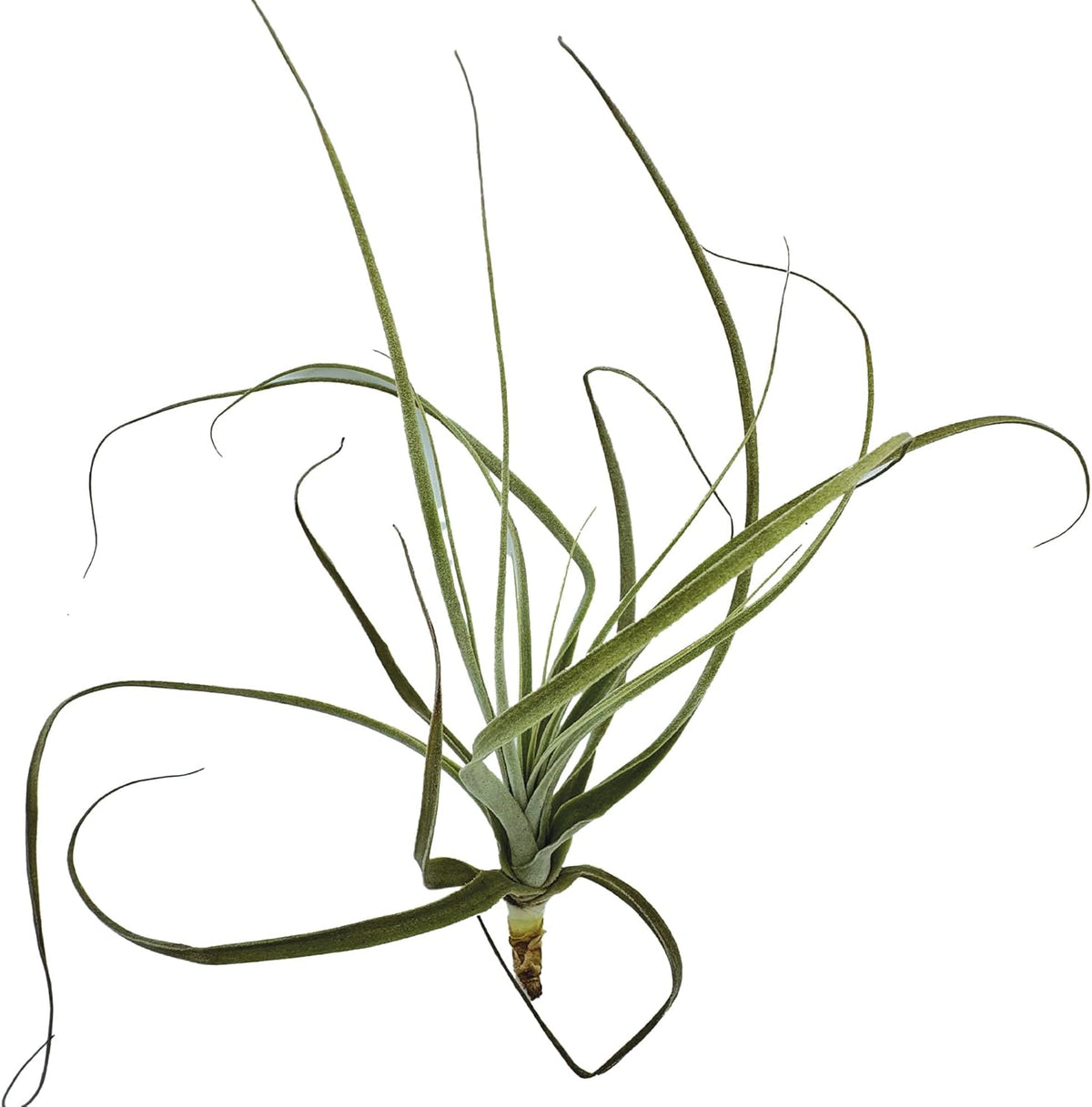 ragnaroc Air Plants - Tillandsia Straminea Jumbo 6-9" - 2ct - Live Arrival Guaranteed - House