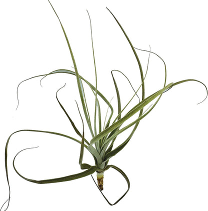 ragnaroc Air Plants - Tillandsia Straminea Jumbo 6-9" - 2ct - Live Arrival Guaranteed - House