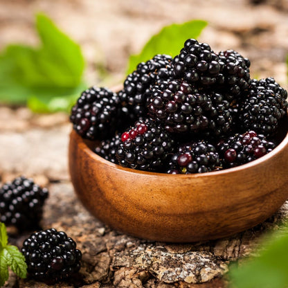 BlackBerry Plants Freedom-Ark (4 Pack) Live for Sale | Easy to Grow Plants | Edible Fruit Plant for