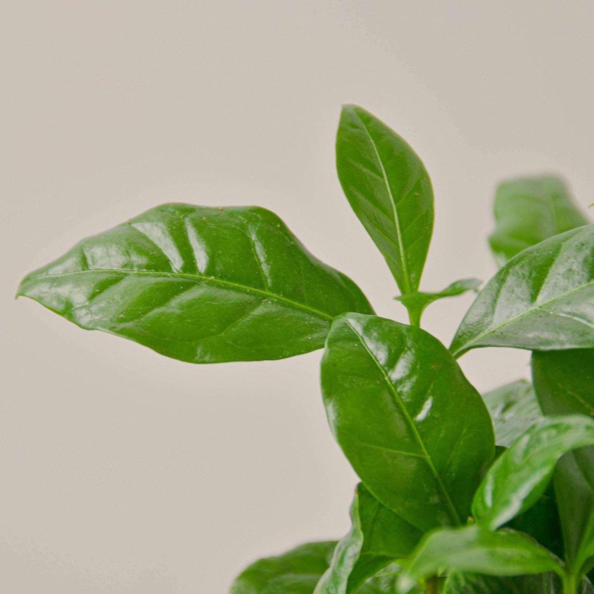 Arabica Coffee Live Plant for Indoor | Different Houseplants in 3'' Pot | Real House Plant for