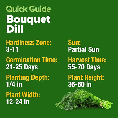 HOME GROWN 𝗨𝗦𝗔 𝗣𝗥𝗘𝗠𝗜𝗨𝗠 Dill Seeds for Planting 1,014 Bouquet Dill Seeds 𝗡𝗢𝗡-𝗚𝗠𝗢 and
