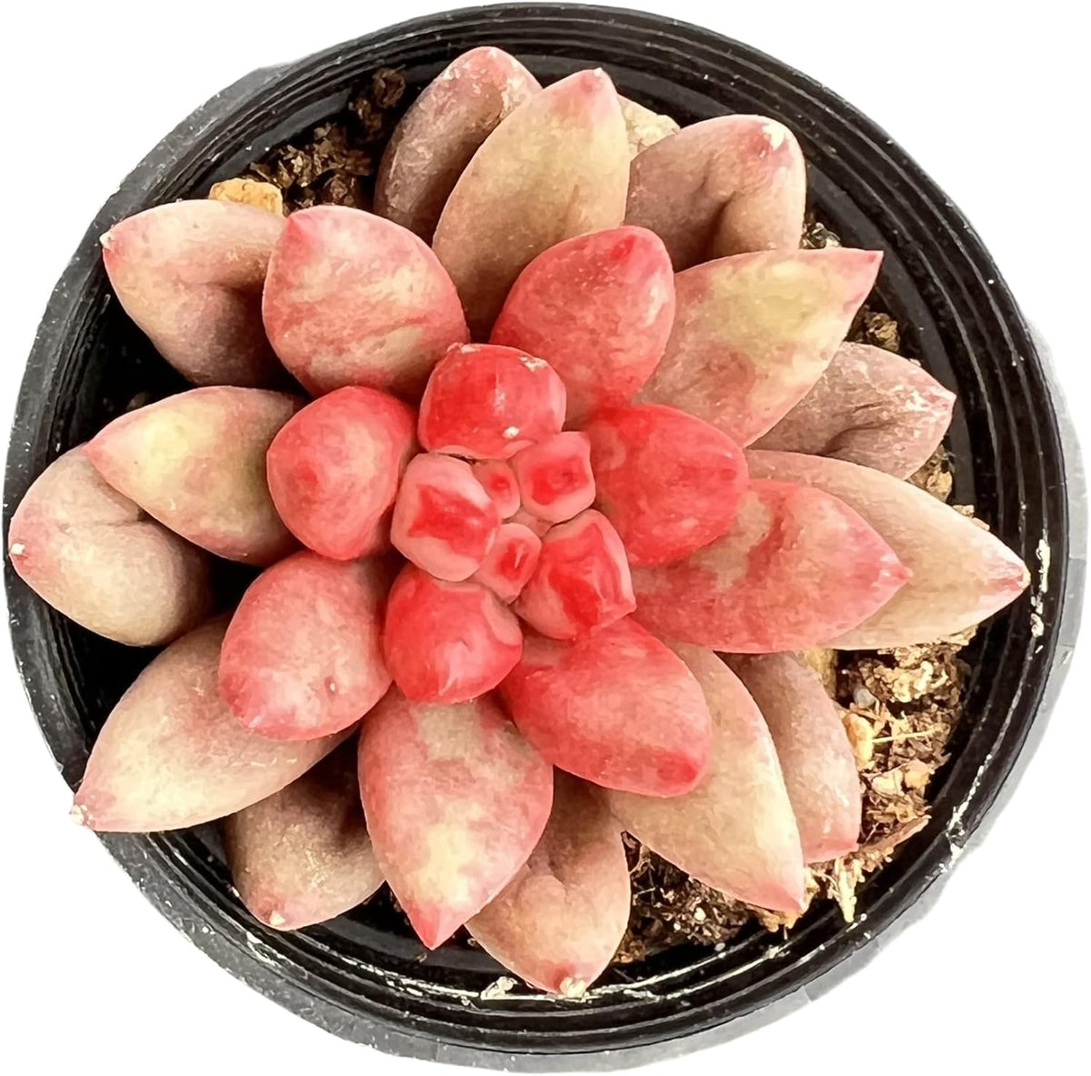Sprout N Green Echeveria Goldfish, Rare Live Succulent Plant Fully Rooted in 2" Planter with Soil