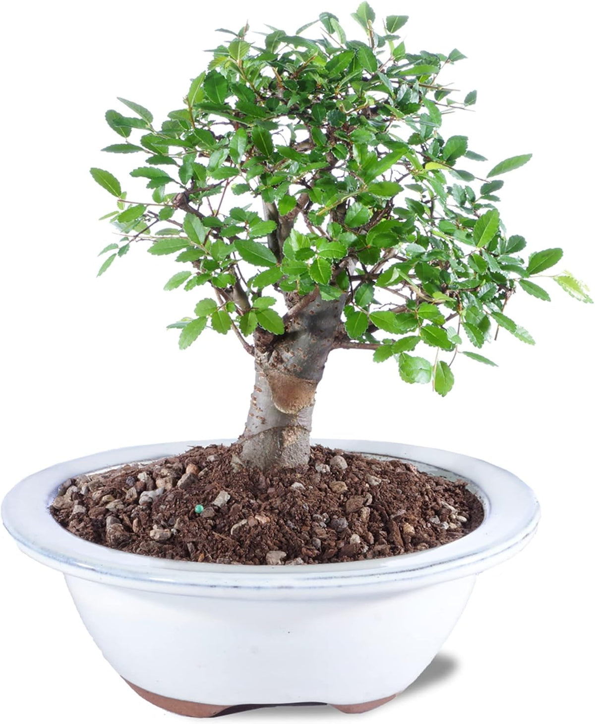 Brussel's Bonsai Live Chinese Elm Bonsai Tree, Outdoor - Small, 5 Years Old, 6 to 8 inches Tall