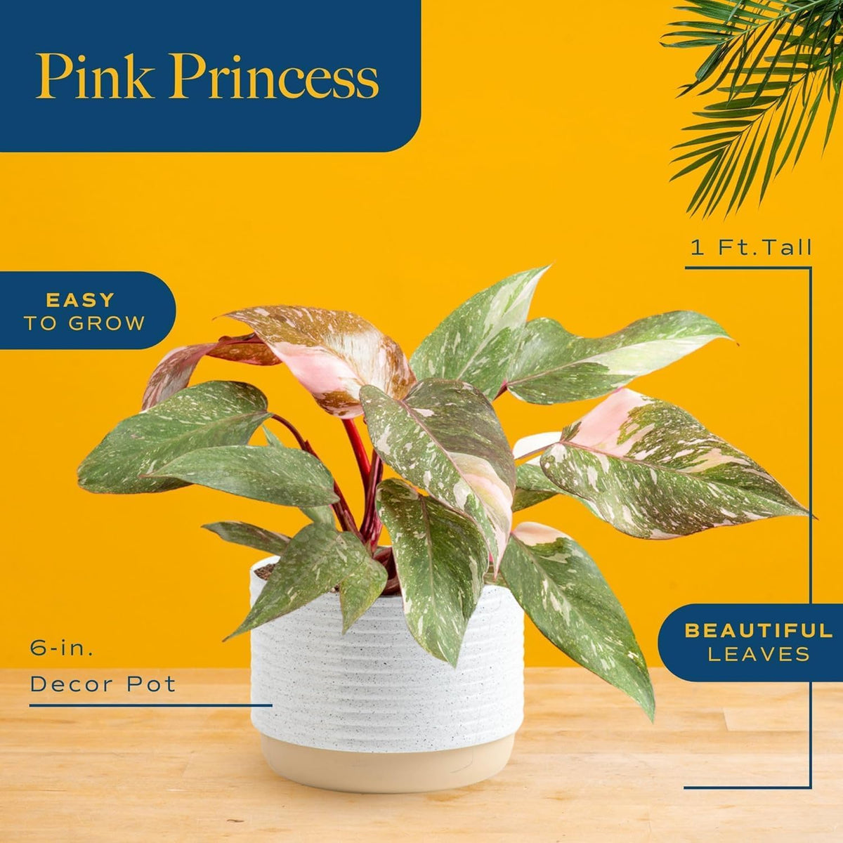 Costa Farms Pink Princess Philodendron, Live Indoor Plant, Rare Unique Houseplant Potted in Indoors