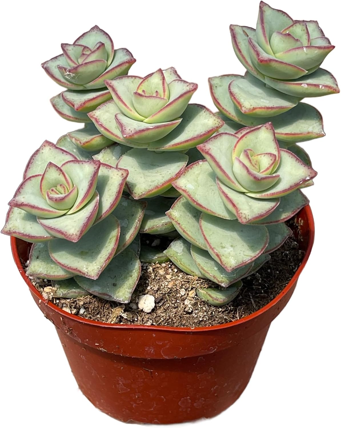 Live Succulent 4" Crassula Perforata Ivory Towers, Succulents Plants Live Fully Rooted House Plant