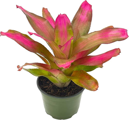ragnaroc Live Plants – Bromeliad Neoregelia Romance, 8-12" in 6" Pot - 1ct - Live Arrival