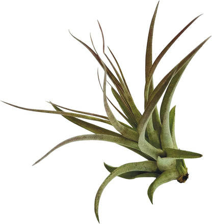 ragnaroc Air Plants - Tillandsia Brachycaulos Multiflora, Jumbo 5-7" - 1 ct - Live Arrival