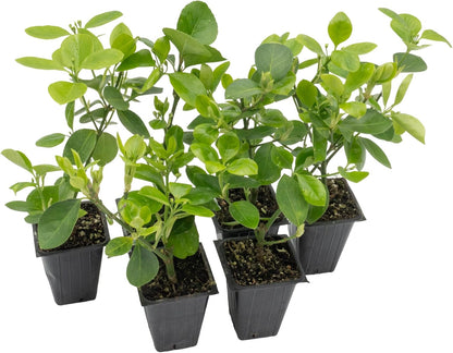 6 Live Manhattan Euonymus Plants (Euonymus Kiautschovicus ‘Manhattan’) – Evergreen Shrub for