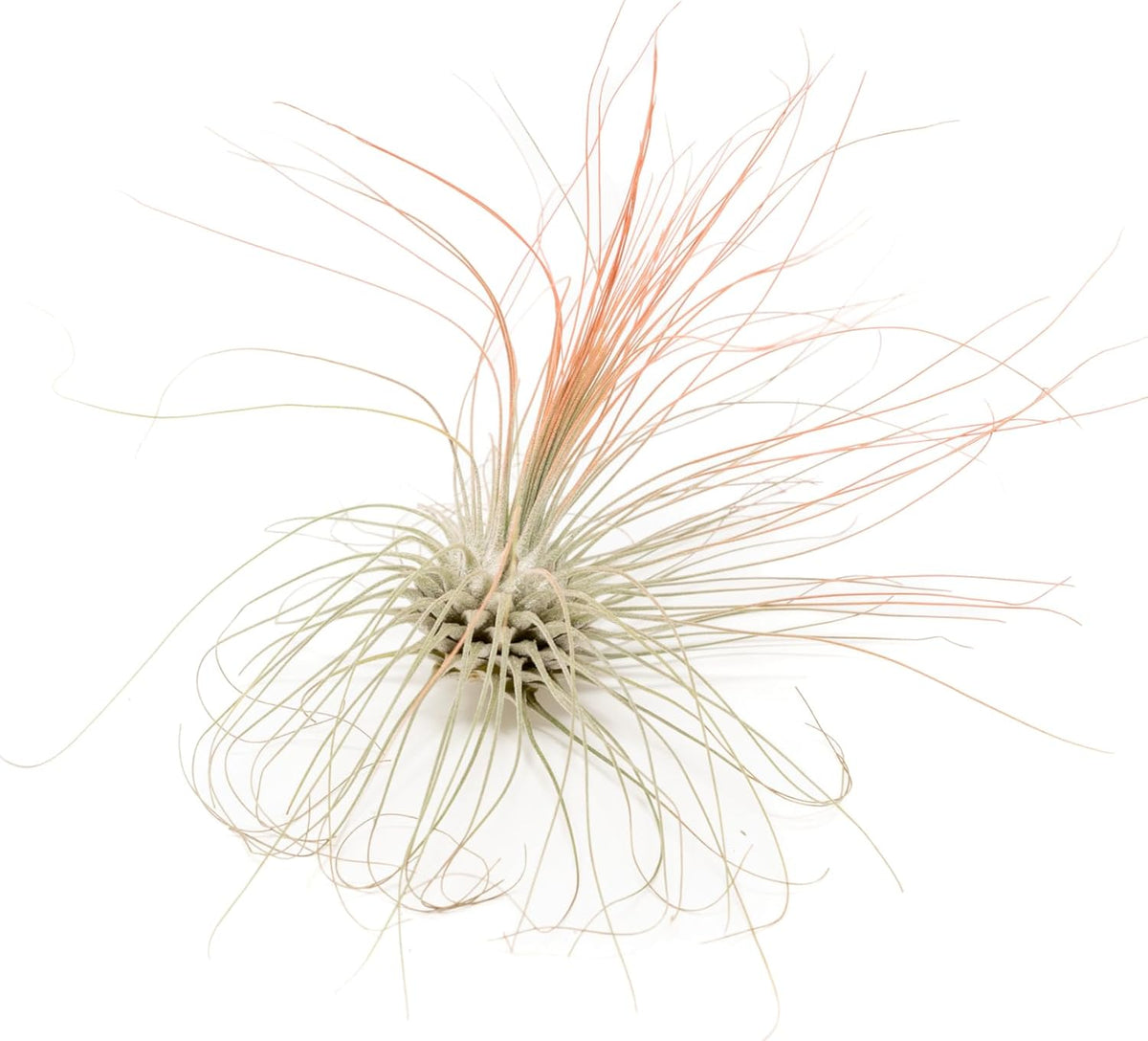 Coral Colorful Tillandsia Air Plants - Long Lasting Color Enhanced Live Tillandsia Succulent House