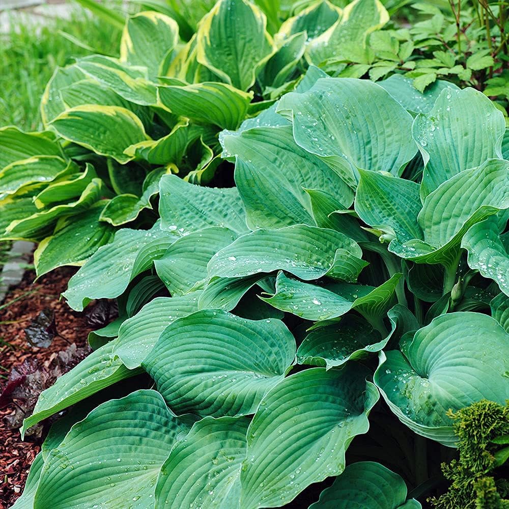 3 Big & Giant Hosta Perennial Mix, Blue-Green and Yellow-Green Masssive Large Leaves | Perfect for