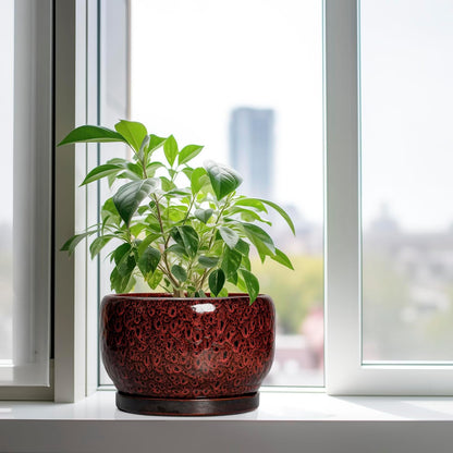 SQOWL Ceramic Flower Pots - 10 Inch Plant Pot Indoor, Ceramic Planter with Drainage Hole and