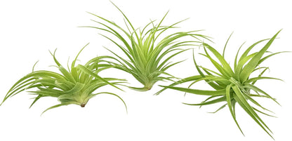 Live Air Plants - Tillandsia Geminiflora 1-3" - 3ct – ragnaroc Live Indoor Plant - Live Arrival