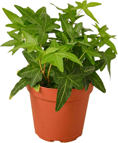 English Ivy Green Live Plant for Indoor | Different Houseplants in 4'' & 6'' Pot | Real House Plant