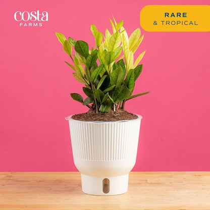 Costa Farms ZZ Chameleon Plant, Easy to Grow Live Indoor Houseplant in Garden Plant Pot, Home and