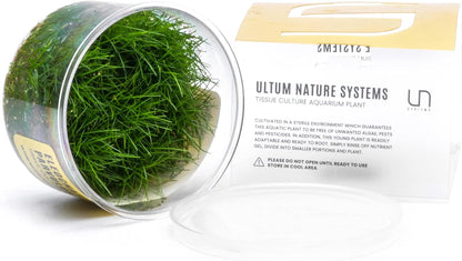 Ultum Nature Systems Mini Dwarf Hair Grass Eleocharis Parvulus Tissue Culture Live Plant for