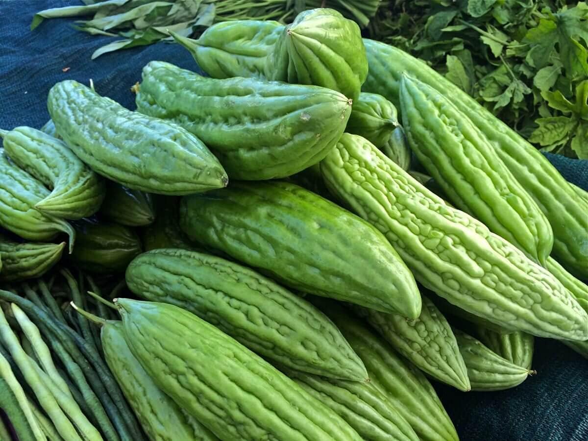 Gaea's Blessing Seeds - Bitter Melon Seeds - Bitter Gourd Heirloom Non-GMO Bittermelon Seeds with