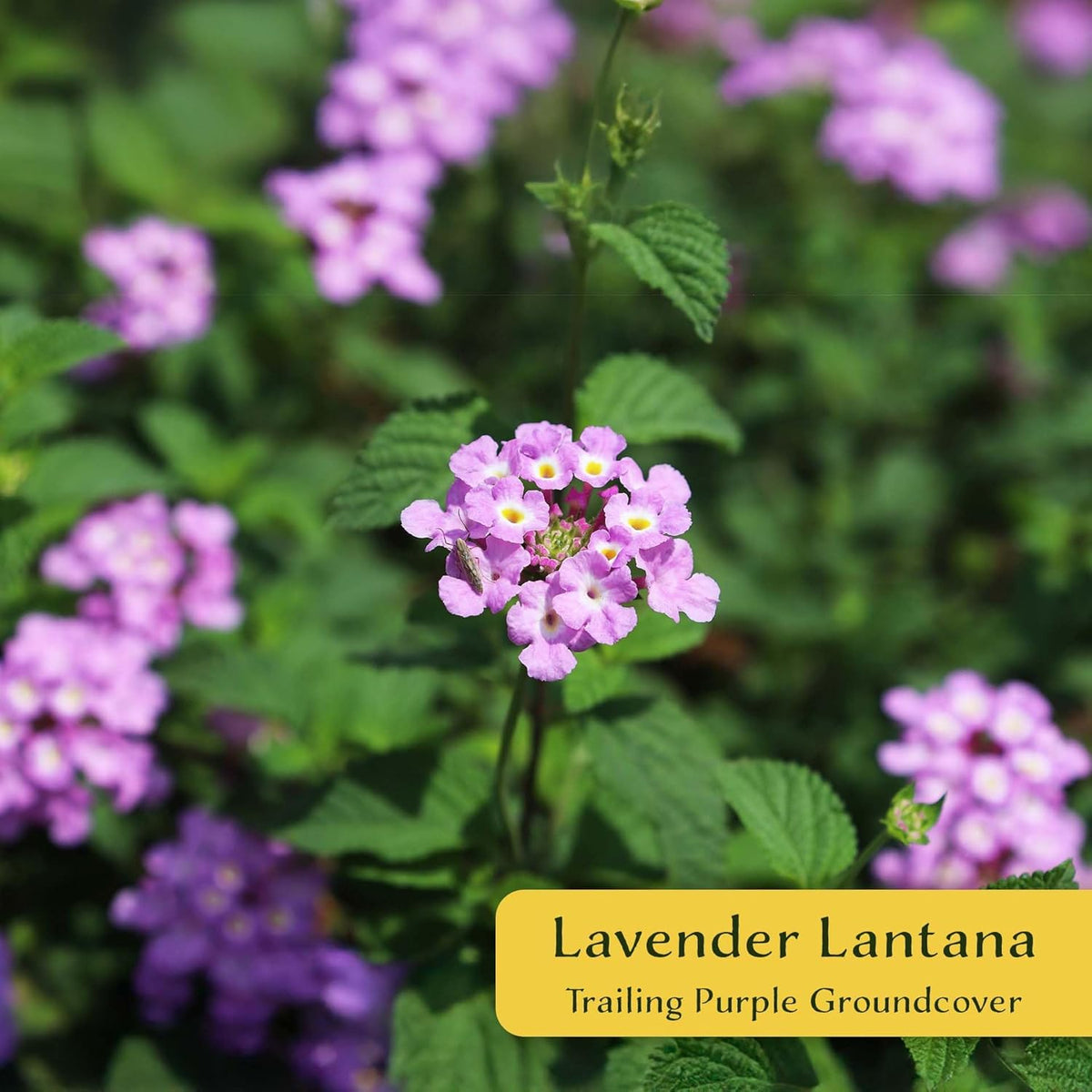 3 Lavender Lantana in 2.5” Nursery Cubes (Lantana montevidensis) | Evergreen Shrub for Hanging