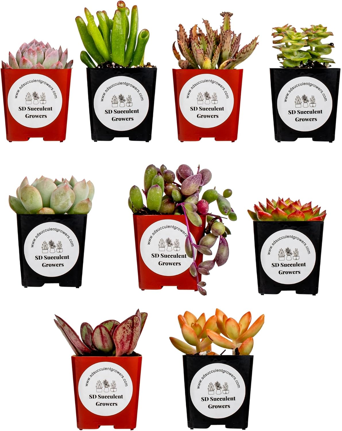 Live Succulents Plants Variety Pack - Well Rooted Plants in 2 Inch Pots - Real, Small, Assorted