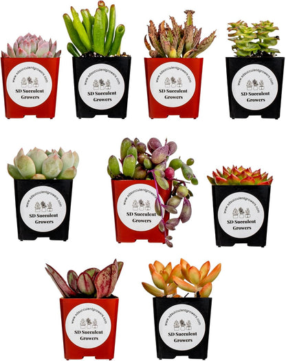 Live Succulents Plants Variety Pack - Well Rooted Plants in 2 Inch Pots - Real, Small, Assorted
