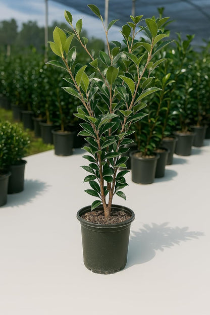 Autumn Rocket Camellia Plant, 1 Gallon, White Double Flowers, Columnar Evergreen Shrub