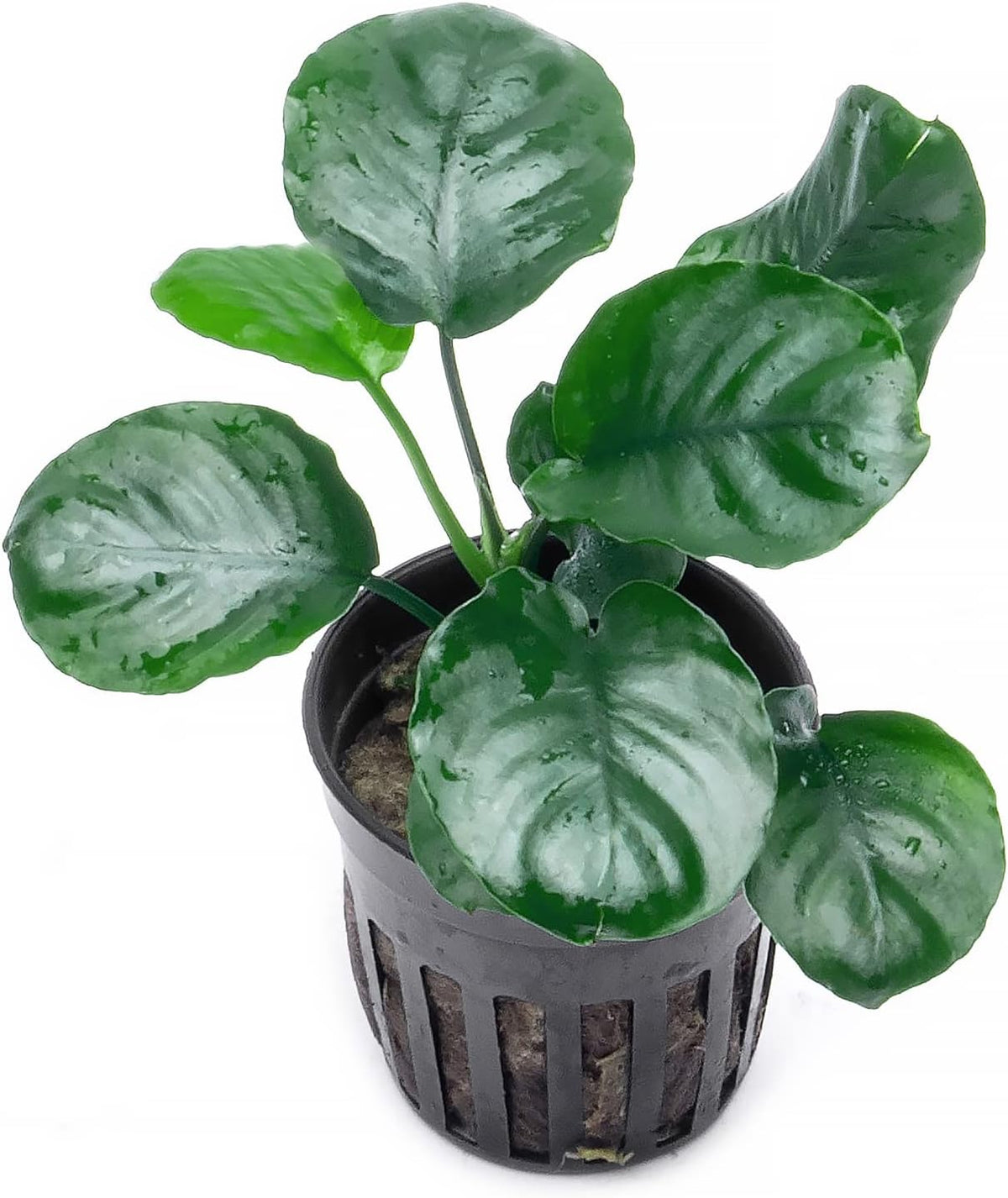SubstrateSource Anubias Live Aquarium Plants - Potted Freshwater Plant for Fish Tanks, Terrariums