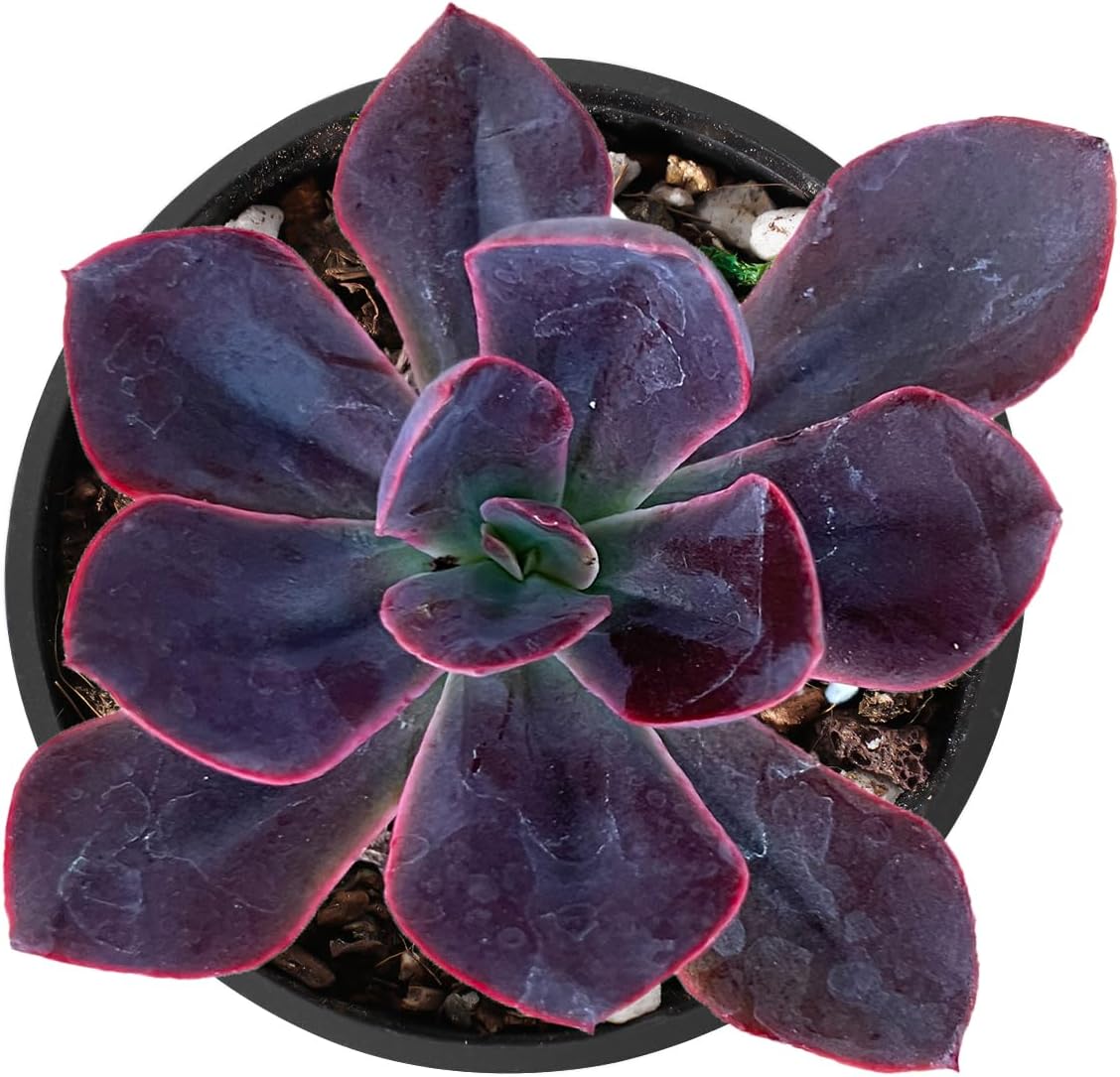 2" Live Succulent 'Echeveria Rob Roy', Succulent Plants Fully Rooted in Pots, Unique House Plant