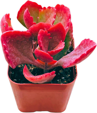 Succulents Plants Live 2inch Live Mini Succulent Plants, Easy Care House Plants Rooted in Succulent